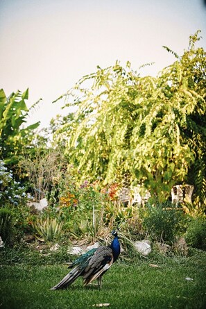 6 peacocks are waiting to show you their natural beauty! 
