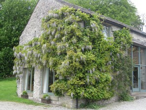 Wisteria in full bloom