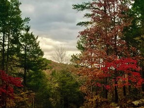 Forest View