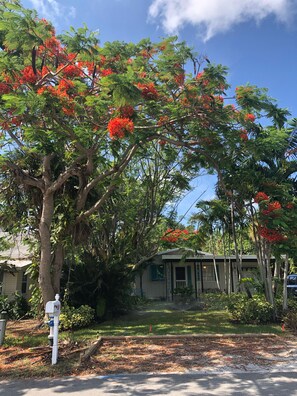 Majestic Royal Poinciana in bloom