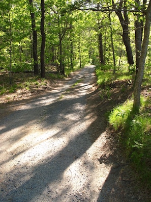 The sun-dappled lane, heading toward beach.