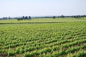 View of the vineyards from the swimming pool