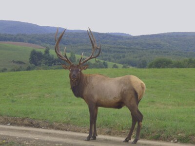 PA Wilds: easy drive Elk Herd, Punxsy Phil, Susquehanna Rvr, Amish, State Parks