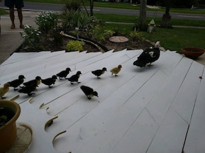 Mama Muskovy & her 13 ducklings came to visit!