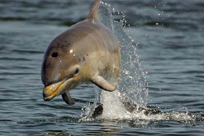 Vea a los delfines nadar desde la comodidad del albergue