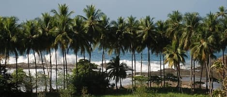 View From Studio of Gorgeous, Palm-lined Beach below - Walk to the beach & enjoy