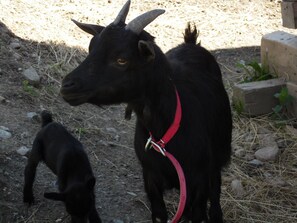 Terrenos do alojamento