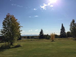 backyard in summer