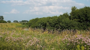 Wildflowers and grasses along the creek in front of the porch