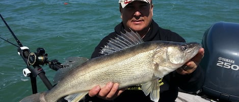 One of many Lake Erie Walleye's