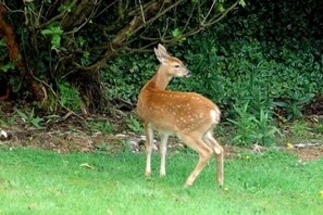 Deer on the back lawn