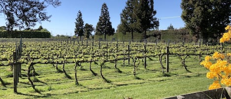 Our vineyard in the Spring