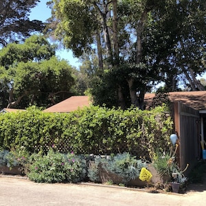 Secluded garden cottage