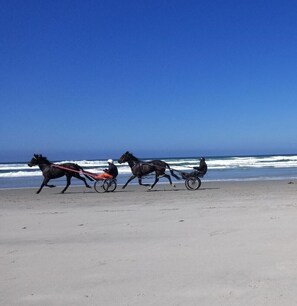 Horses on the beach