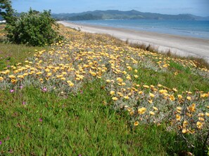 Matarangi Beach