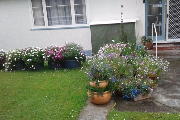 Front Garden as at 19/11/2016 dahlias starting to come up