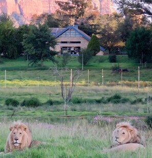Princes Shadow & Chance, with Lion Lodge as a backdrop. 