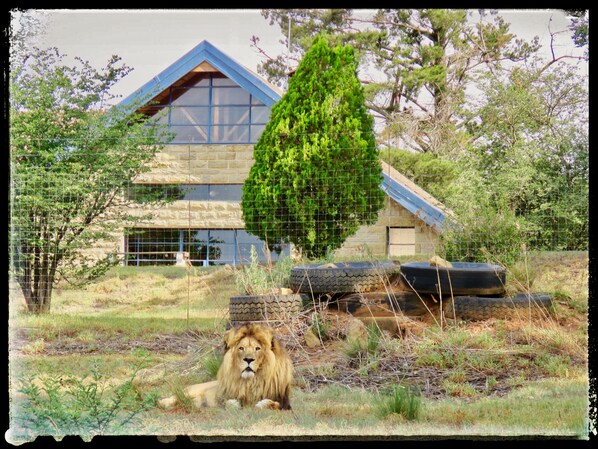 Lion Lodge 