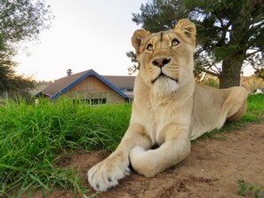 Lexi - the alpha female from The House pride lives next to Lion Lodge 