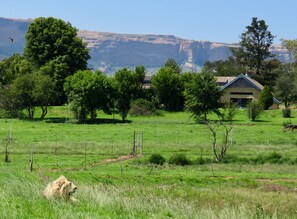 Lion Lodge. GG mountain Bakerskop in the distance. Shadow in the foreground. 