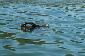 Seals are often seen playing near the bay