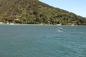 Home to the acrobatic NZ Dusky dolphins