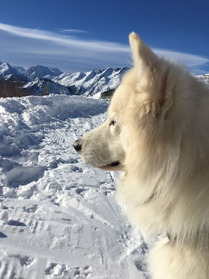 Deportes de invierno y ski