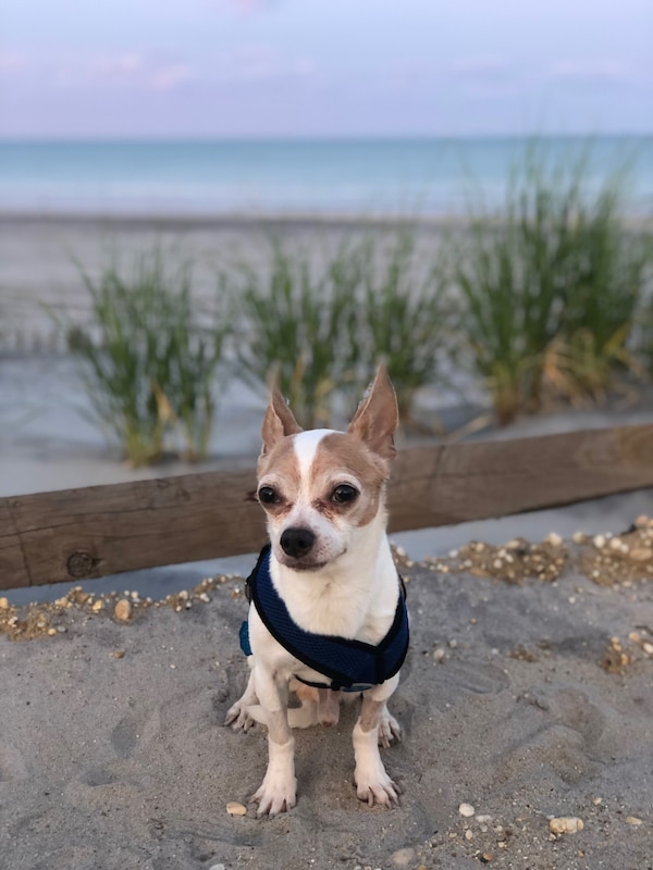 Pet-friendly