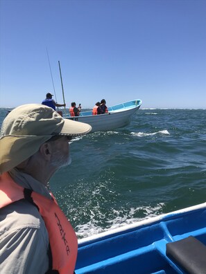 whale watching close by
