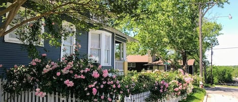 Spring time roses in bloom.