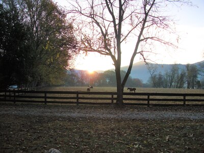 Dillard's Mountain View