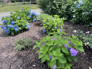 New plantings to the left of the driveway.