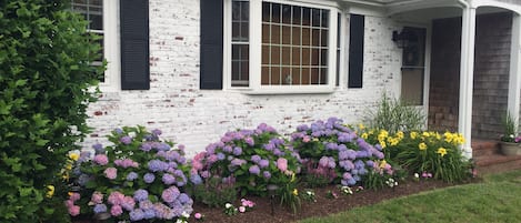 A welcoming sight - blue hydragenas, yellow lilies and impatiens!!