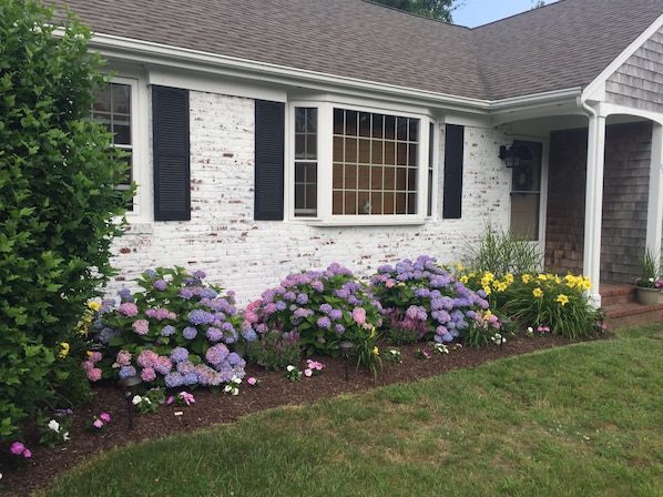 A welcoming sight - blue hydragenas, yellow lilies and impatiens!!