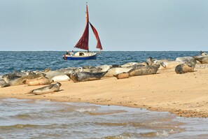 Fo'c'sle, Wiveton: Seals at nearby Blakeney Point