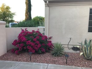 Landscape in Front courtyard