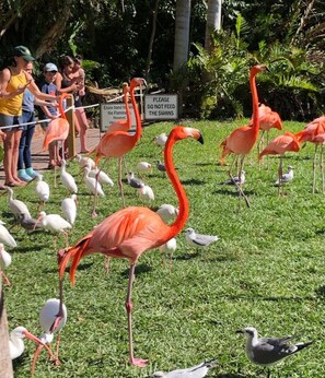 Nearby Sarasota Jungle Gardens