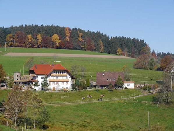 Dischhof