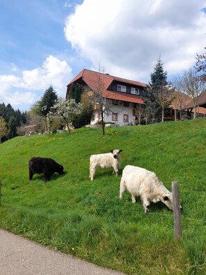 Dischhof