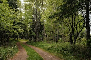 Our beautiful, private drive down to the cottages.