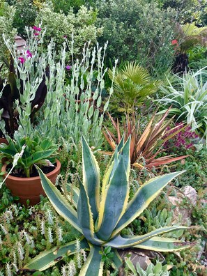 Coastal planting: Phormium, Fern, Agave and Palm trees line the front garden.