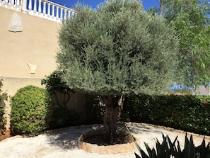 Olive tree
