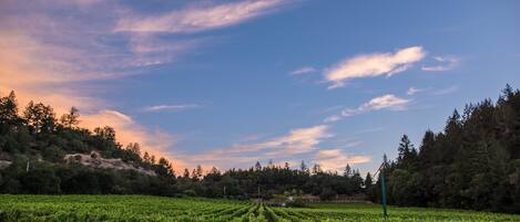 The Chelsea Vineyards Home, a Napa Vacation Homes property.