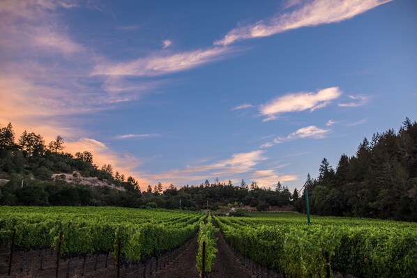 The Chelsea Vineyards Home, a Napa Vacation Homes property.