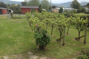 From the porch to the street (culdersac) - grapes look good but very few grapes.