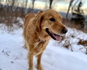 Best Friends Welcome in the Encampment Suite - Pet Friendly!