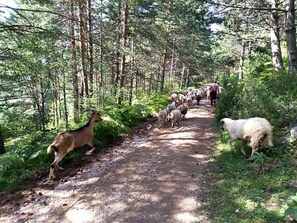Boendeområde
