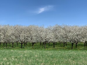 Cherries in bloom behind the Cottage.