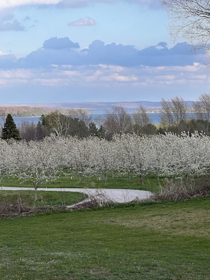 Overlooking cherry blossoms behind the Cottage.
