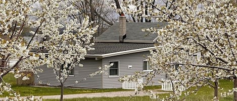 Cherry Blossoms by the Cottage.